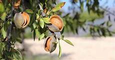 Almond Seedling