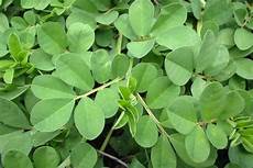 Clover Seed