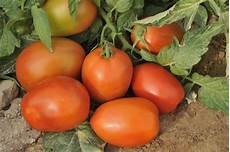 Determinate Tomato Seeds