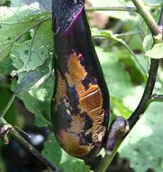 Dry Eggplant