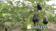 Eggplant Seed