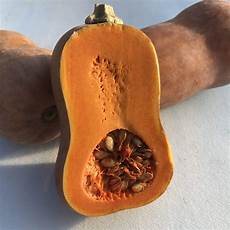 Eggplant Seed