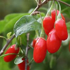 Goji Berry Seedlings