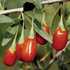 Goji Berry Seedlings
