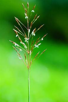 Grass Seed