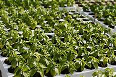 Greenhouse Pepper Seeds