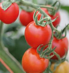 Indeterminate Tomato Seeds