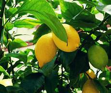 Lemon Seedlings