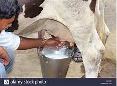 Milking Buckets