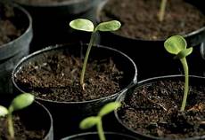 Natural Vegetable Seedlings