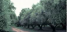 Olive Seedlings