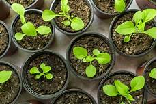 Organic Vegetable Seedlings