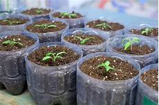 Organic Vegetable Seedlings