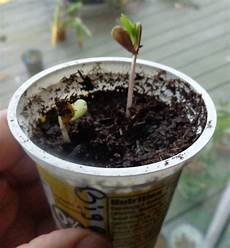 Plum Seedlings