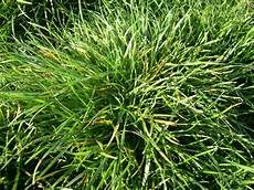 Ryegrass Seeds