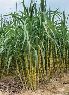 Sugar Cane Hasvesting Trays