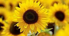 Sun Flower Seed