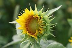 Sunflower Halva