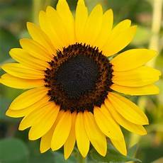Sunflower Seed Color Sorter