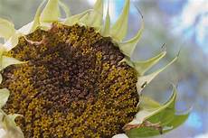 Sunflower Seed Color Sorter
