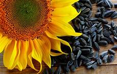 Sunflower Seed Production Line