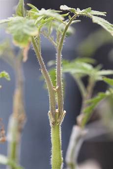 Tomato Seedlings