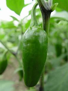 Tunnel Pepper Seeds