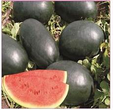 Water Melon Seeds Extracting Machine