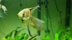 Aquarium Equipments