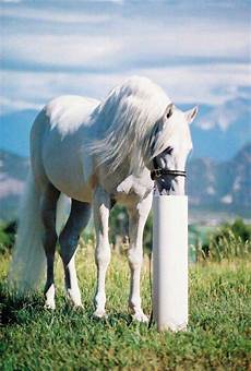 Automatic Drinking Bowl System