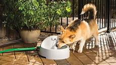 Automatic Drinking Bowls