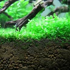 Baby Carpet