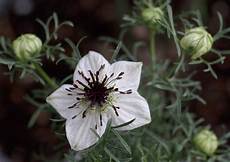 Blackseed