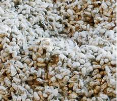 Cottonseed Oils