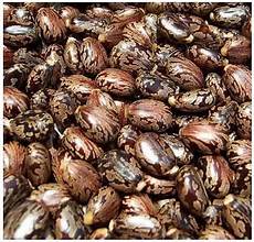 Crude Cotton Seed Oils