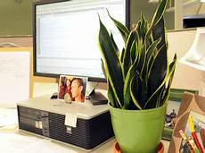 Cubicles
