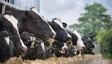 Dairy