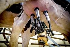 Dairy