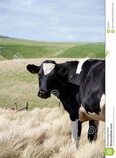 Dairy