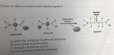 Dimer Acid