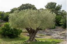 Edible Olive