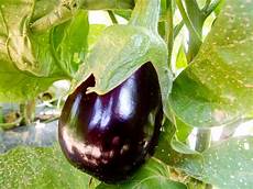Fried Eggplant