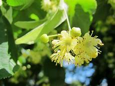 Linden Herbal Tea