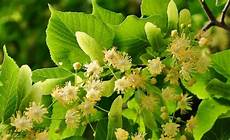 Linden Herbal Tea