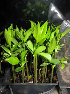 Pear Seedlings
