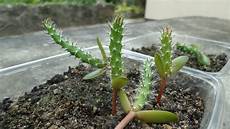 Pear Seedlings