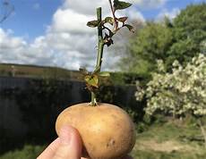 Potato Seeds
