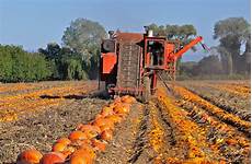 Pumpkin Seed Harvester