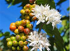 Robusta Coffee Beans