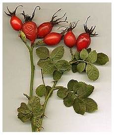 Rosehip Marmelade